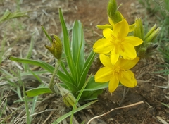 Hypoxis
