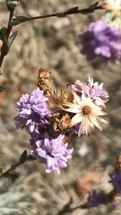 Lessingia leptoclada