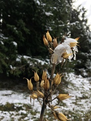 Gentiana lutea