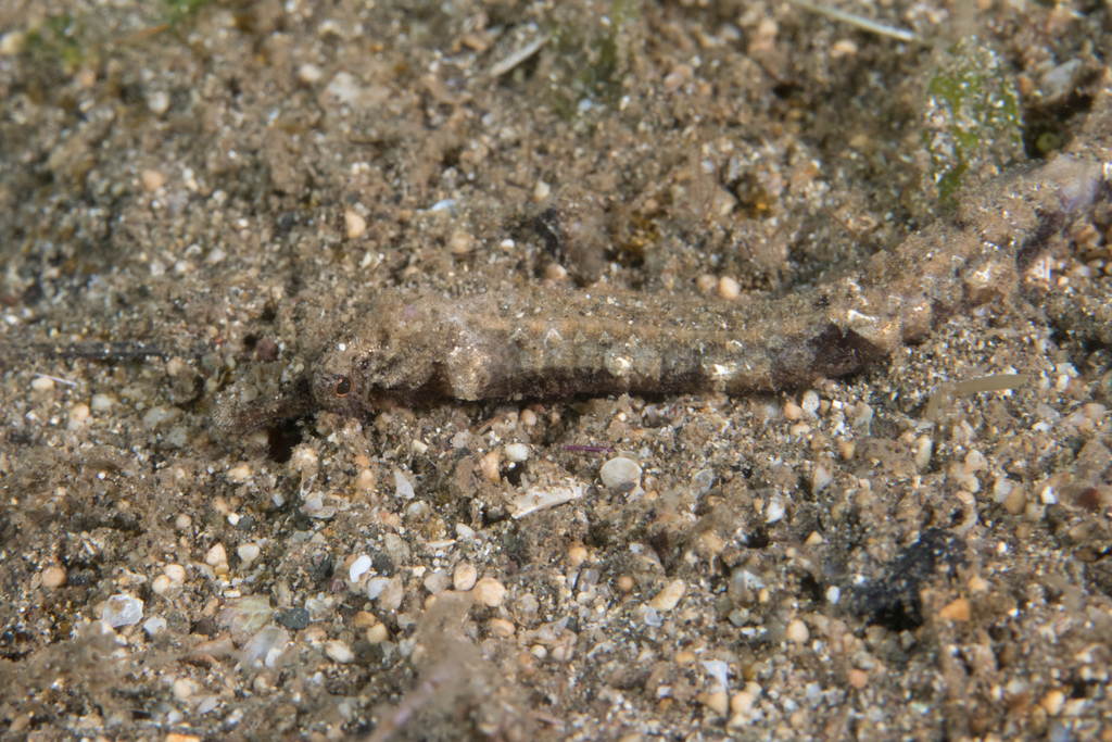 Spiny Pipefish
