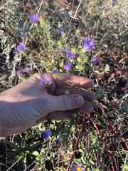 Symphyotrichum oblongifolium