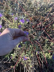 Symphyotrichum oblongifolium