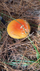 Amanita