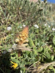 Orobanche calendulae