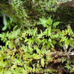 Encalypta streptocarpa