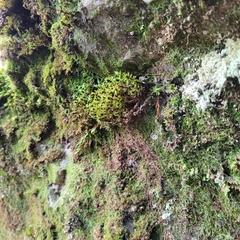 Encalypta streptocarpa