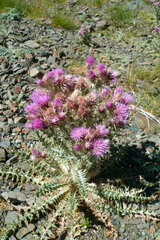 Carduus carlinoides