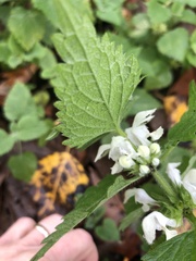 Lamium album