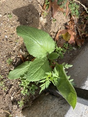 Borago officinalis