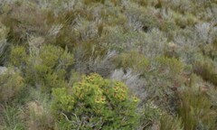 Leucadendron teretifolium