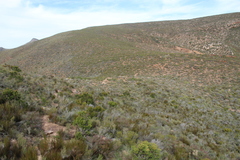 Leucadendron teretifolium
