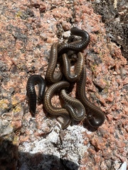 Ommatoiulus moreleti