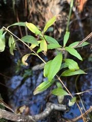 Decodon