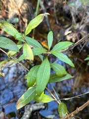 Decodon