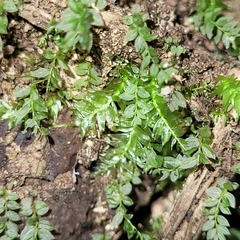 Mnium stellare