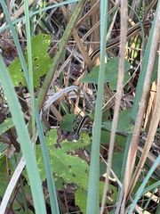 Thamnophis saurita