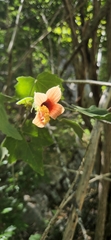 Malvaceae