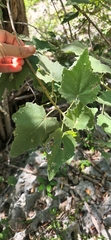 Malvaceae