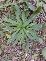 Plantago serraria