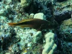 Paracirrhites forsteri