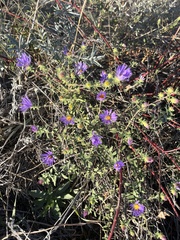 Symphyotrichum oblongifolium