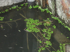 Lemna aequinoctialis