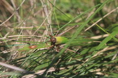 Thoracistus viridifer