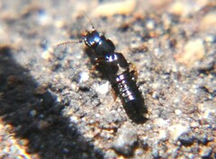 Platystethus spiculus