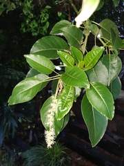 Phytolacca dioica