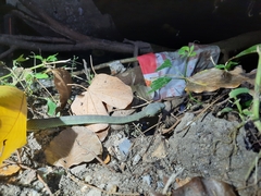 Trimeresurus macrops