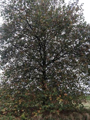 Platanus orientalis