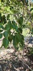Amyris elemifera