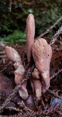 Clavariadelphus ligula