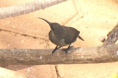 Chalcomitra amethystina amethystina