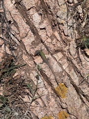 Podarcis carbonelli berlengensis