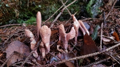 Clavariadelphus ligula