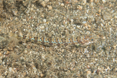 Synodus dermatogenys