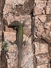 Podarcis carbonelli berlengensis