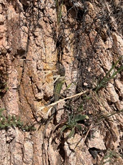 Podarcis carbonelli berlengensis