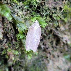 Acleris sparsana
