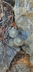 Mammillaria prolifera