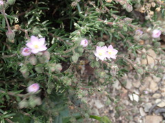 Spergularia rupicola