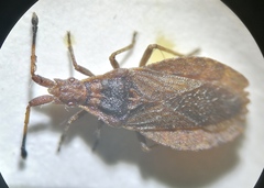 Spathocera laticornis