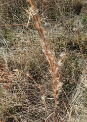 Andropogon virginicus