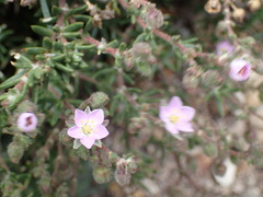Spergularia rupicola
