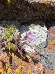 Spergularia rupicola