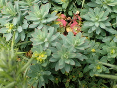 Euphorbia portlandica