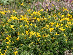 Ulex gallii