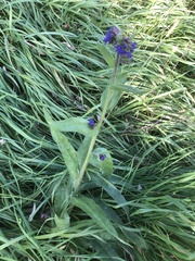 Anchusa officinalis