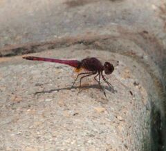 Trithemis